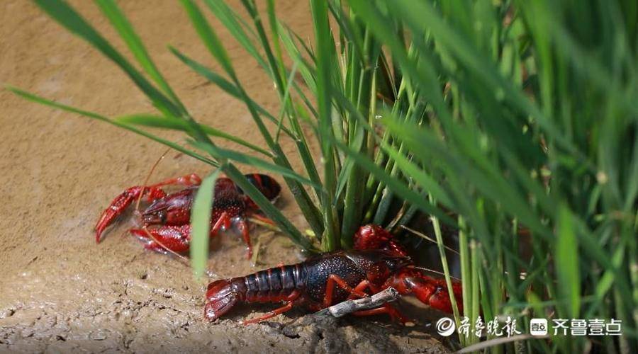 高青清水小龙虾走红背后的秘诀与底气