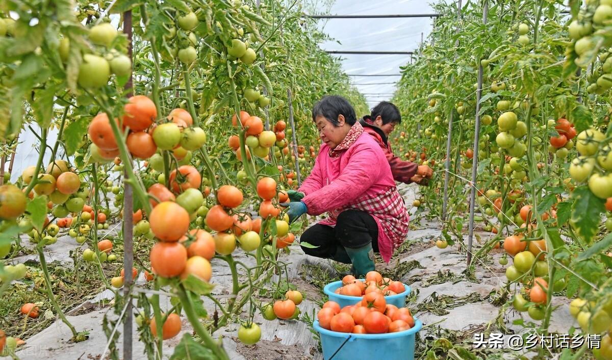 用于蔬菜栽培的设施类型有哪些_蔬菜种植需要哪些工具_种植蔬菜可以采用哪些技术