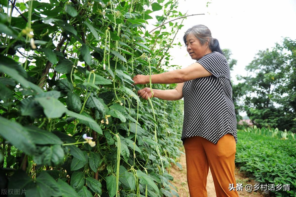 种植蔬菜可以采用哪些技术_蔬菜种植需要哪些工具_用于蔬菜栽培的设施类型有哪些