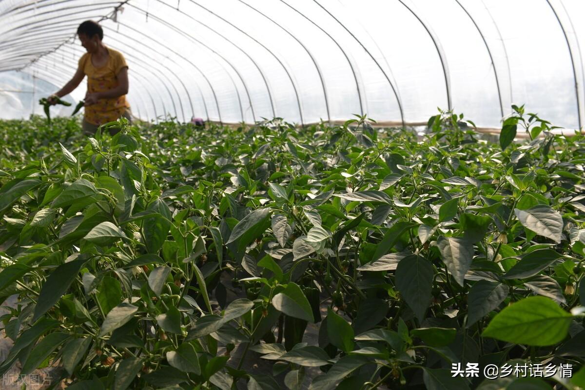 蔬菜种植需要哪些工具_用于蔬菜栽培的设施类型有哪些_种植蔬菜可以采用哪些技术