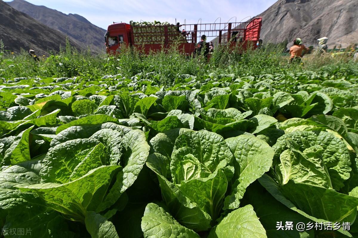 种植蔬菜可以采用哪些技术_蔬菜种植需要哪些工具_用于蔬菜栽培的设施类型有哪些