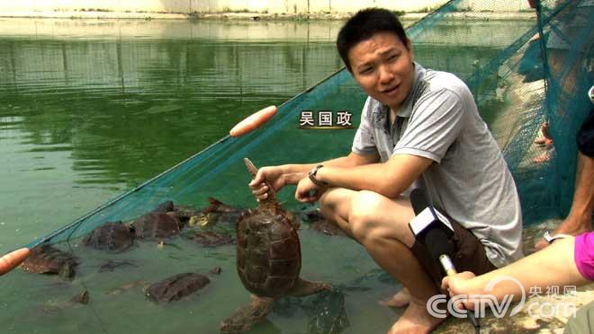 致富经：海归养龟不走寻常路 10月16日