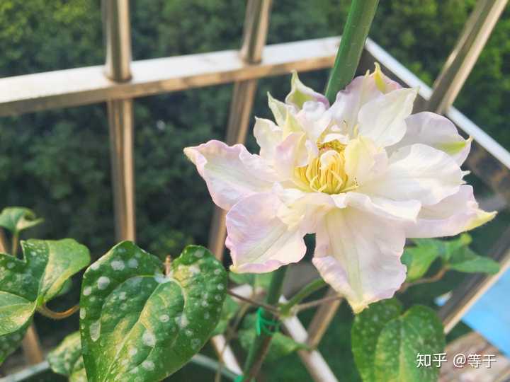 白晶菊种植技术_白晶菊种植方法视频_白晶菊种植方法全过程