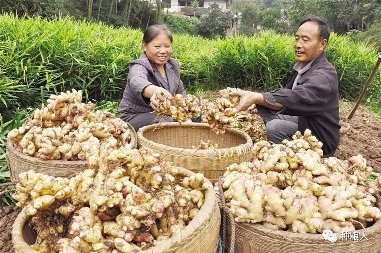 生姜如何种植？生姜种植栽培技术