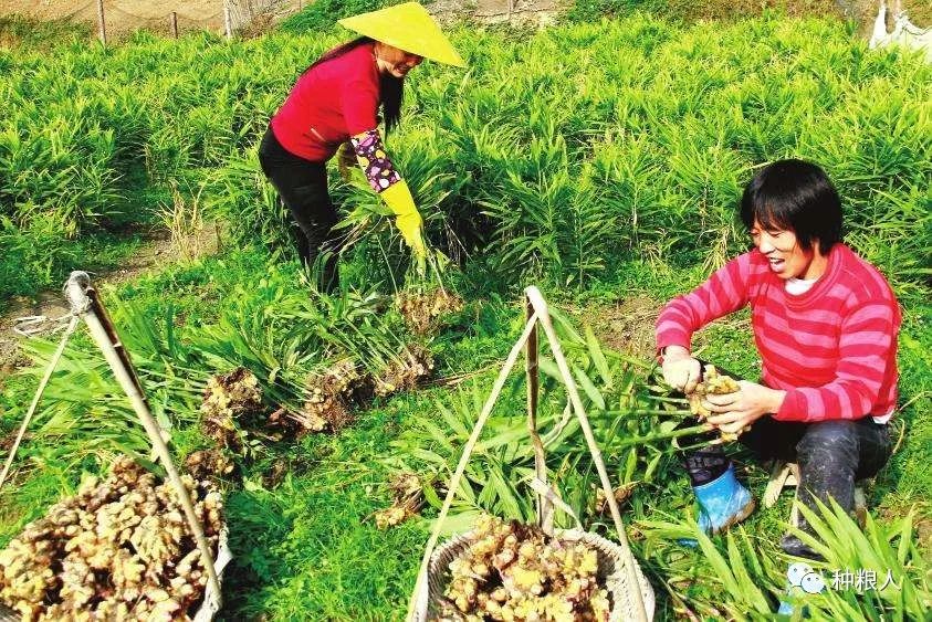 生姜种植技术视频播放_最新生姜种植技术视频_生姜种植视频播放