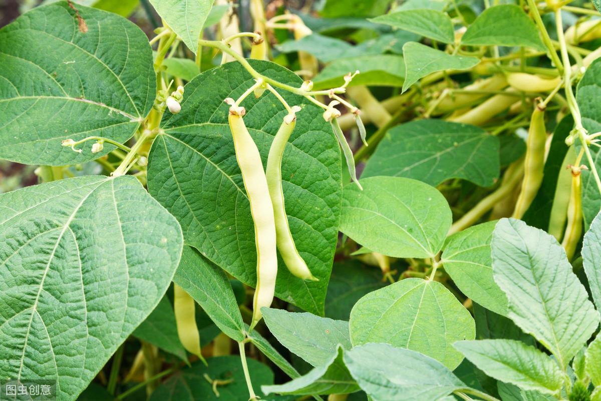 大棚种大白菜种植技术_大棚白菜种植技术视频_大棚白菜栽培技术