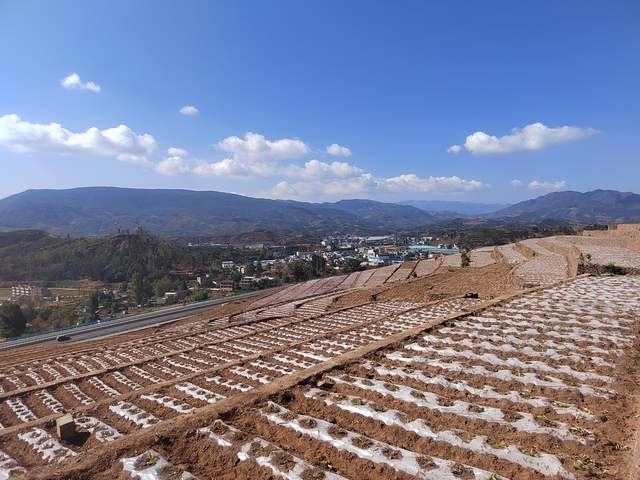 土地种植致富_农村土地种植致富项目_种地致富项目