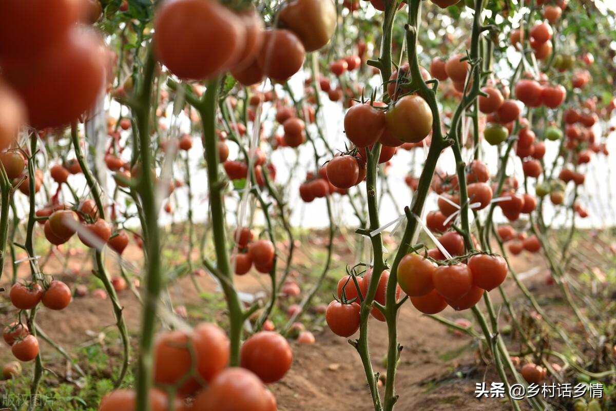 蔬菜种植采用技术可以生长吗_蔬菜种植需要哪些工具_种植蔬菜可以采用哪些技术