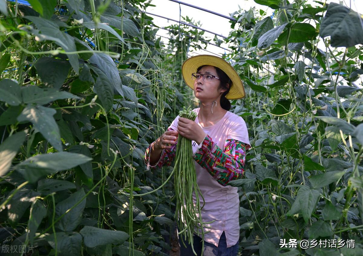 蔬菜种植采用技术可以生长吗_种植蔬菜可以采用哪些技术_蔬菜种植需要哪些工具