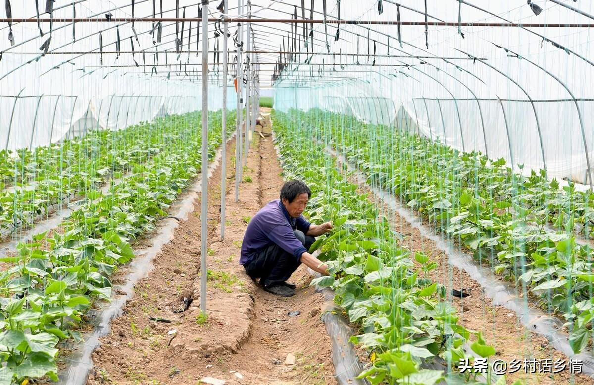 蔬菜种植采用技术可以生长吗_种植蔬菜可以采用哪些技术_蔬菜种植需要哪些工具