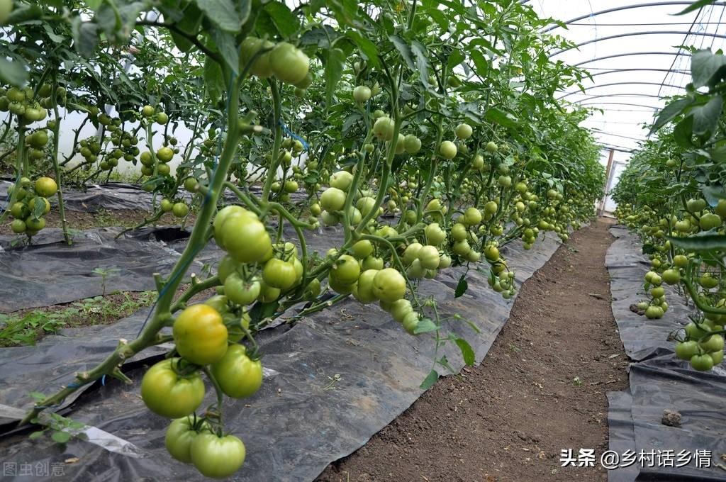 蔬菜种植需要哪些工具_蔬菜种植采用技术可以生长吗_种植蔬菜可以采用哪些技术