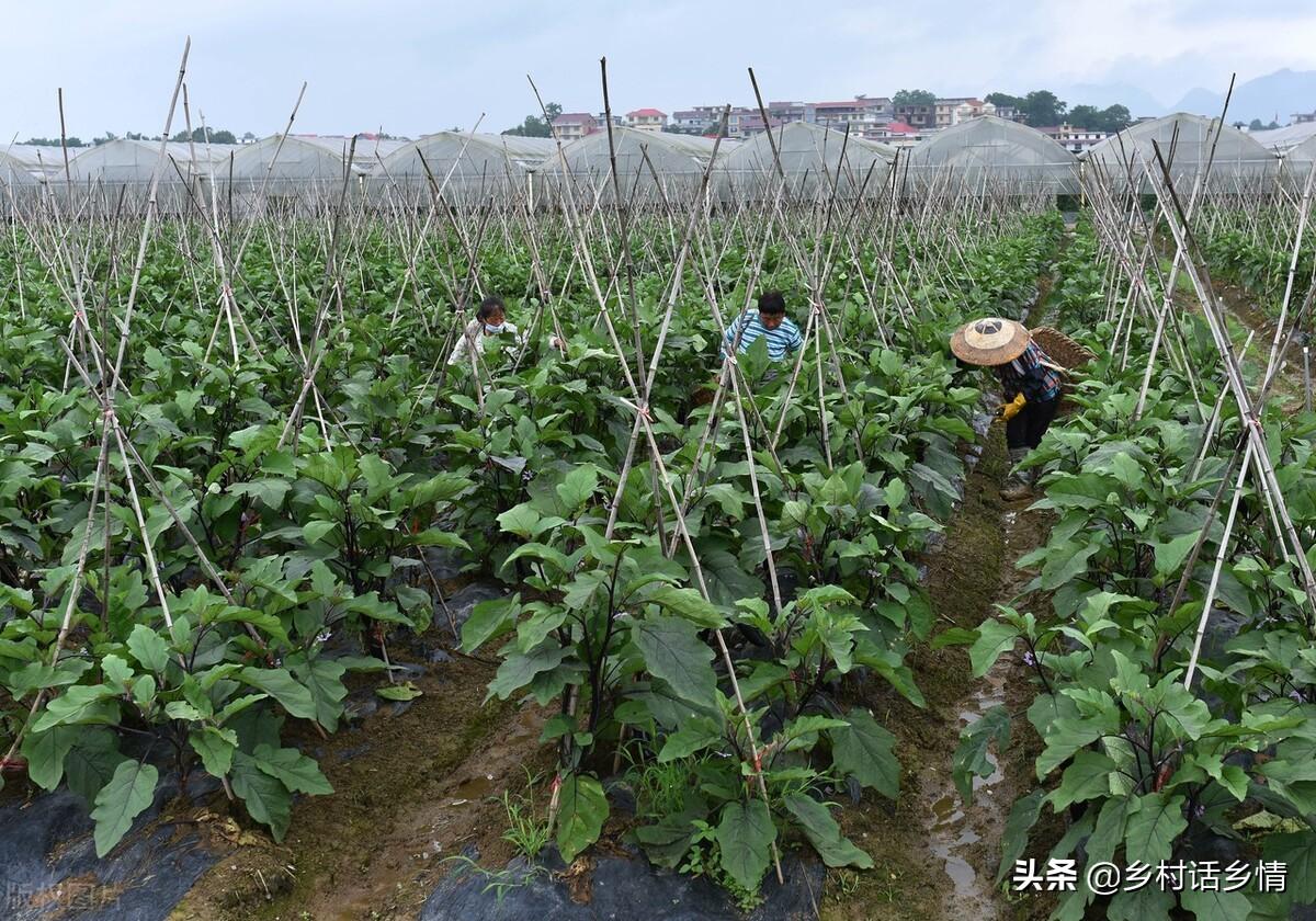 蔬菜种植采用技术可以生长吗_种植蔬菜可以采用哪些技术_蔬菜种植需要哪些工具