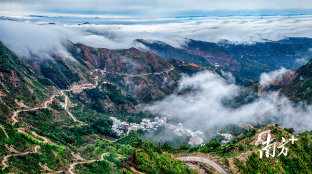 凤凰单丛茶产业链深调研之种植 | 高山打造精细古茶园 中低山发展智慧茶园