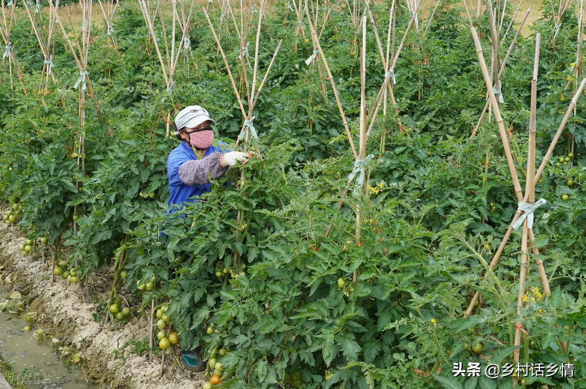 种植蔬菜可以采用哪些技术_用于蔬菜栽培的设施类型有哪些_蔬菜种植的有利条件