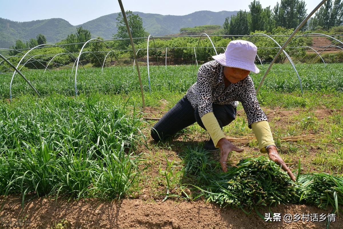 用于蔬菜栽培的设施类型有哪些_种植蔬菜可以采用哪些技术_蔬菜种植的有利条件