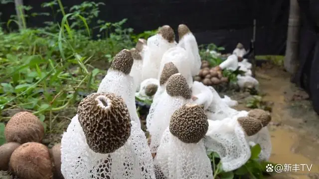 红蘑菇种植技术哪里学_种蘑菇发家致富_致富经 种红蘑菇