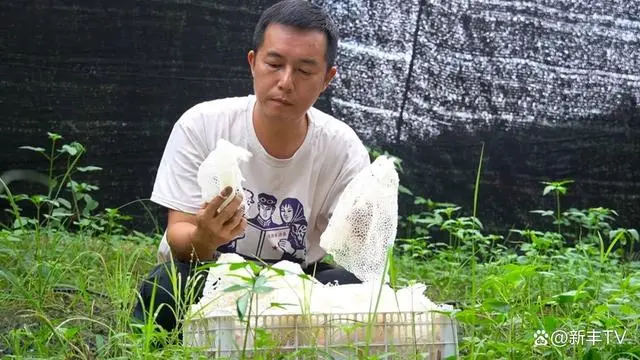 致富经 种红蘑菇_红蘑菇种植技术哪里学_种蘑菇发家致富