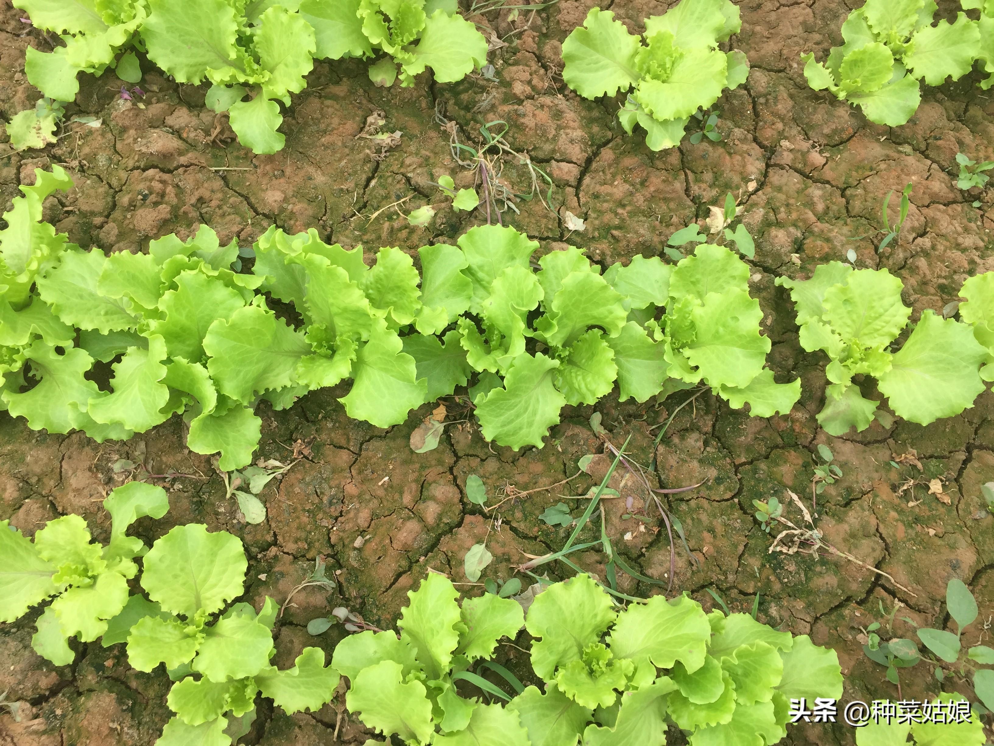 蔬菜种植采用技术可以生长吗_蔬菜种植需要哪些工具_种植蔬菜可以采用哪些技术