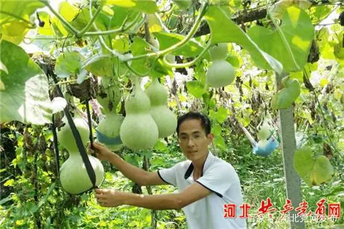 葫芦种植视频教程_葫芦种植致富经视频_种植葫芦的视频