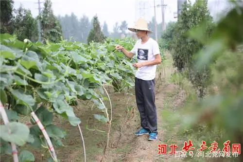 葫芦种植致富经视频_种植葫芦的视频_葫芦种植视频教程