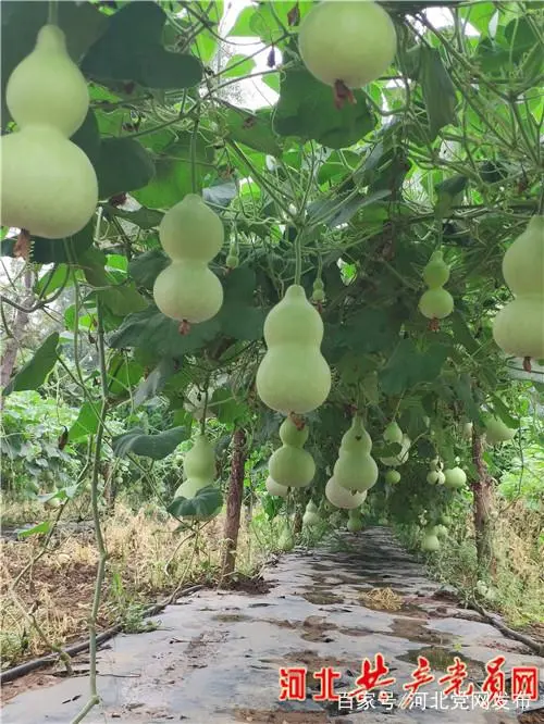 葫芦种植视频教程_种植葫芦的视频_葫芦种植致富经视频