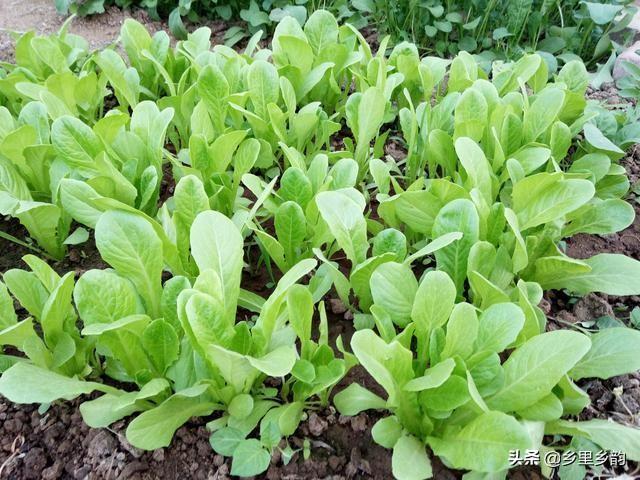 大棚种大白菜种植技术_白菜大棚种植种技术大全图解_大棚白菜种植技术视频