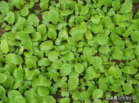 大棚白菜种植技术视频_大棚种大白菜种植技术_白菜大棚种植种技术大全图解