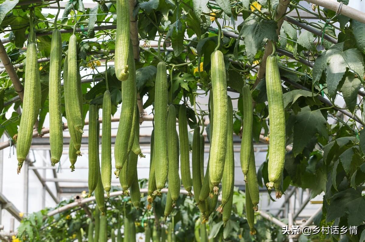 种植蔬菜可以采用哪些技术_蔬菜种植需要哪些工具_蔬菜种植的有利条件