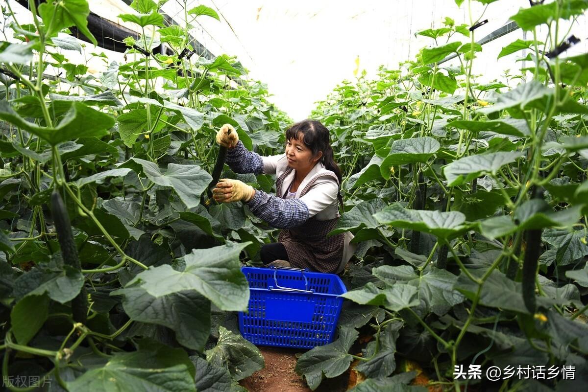 种植蔬菜可以采用哪些技术_蔬菜种植的有利条件_蔬菜种植需要哪些工具