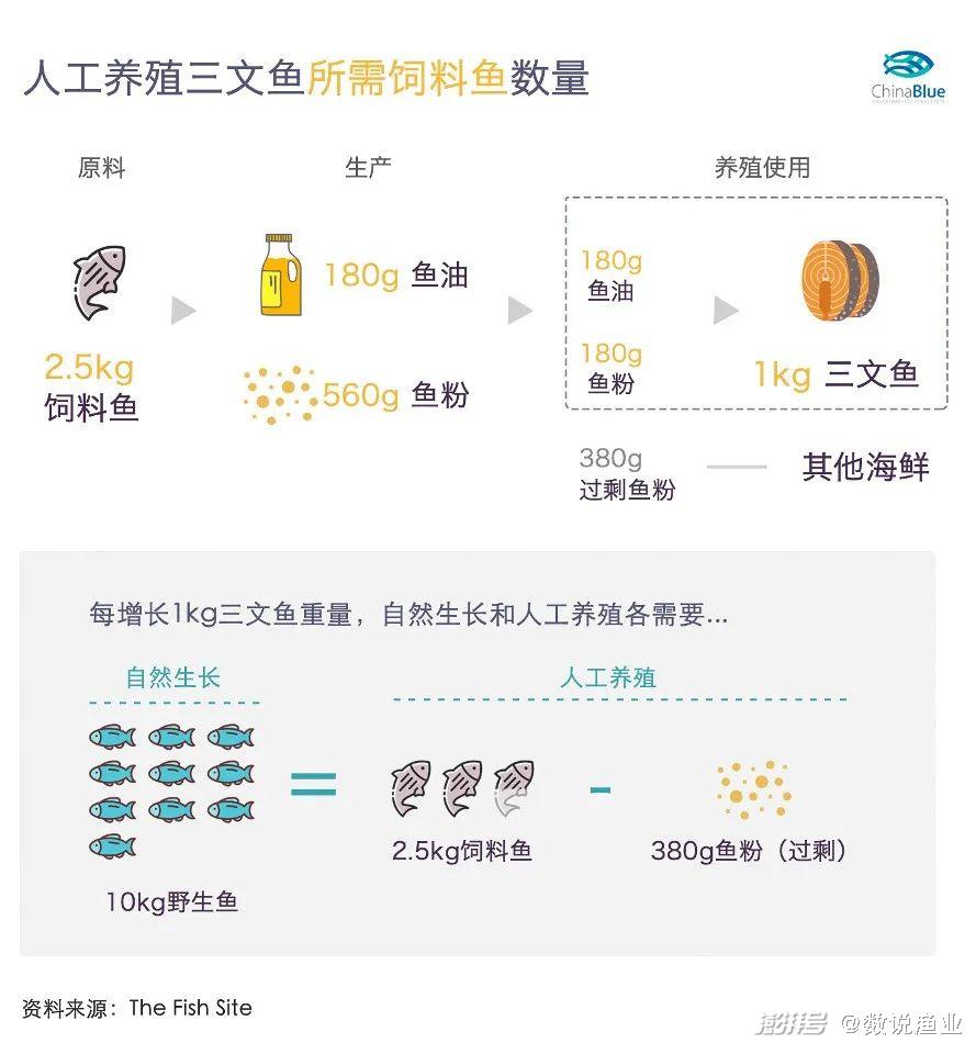 饲料鱼养殖技术_饲料养殖鱼技术要点_饲料鱼的养殖