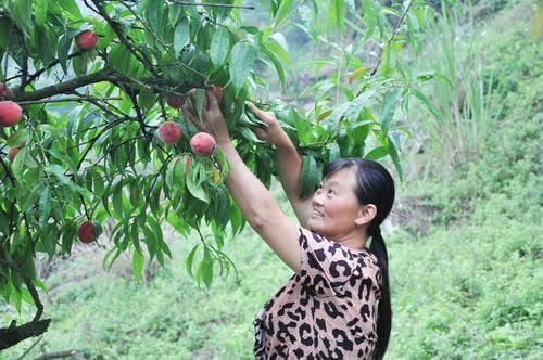 农村妇女建家庭农场成女能人 带动村民养植致富