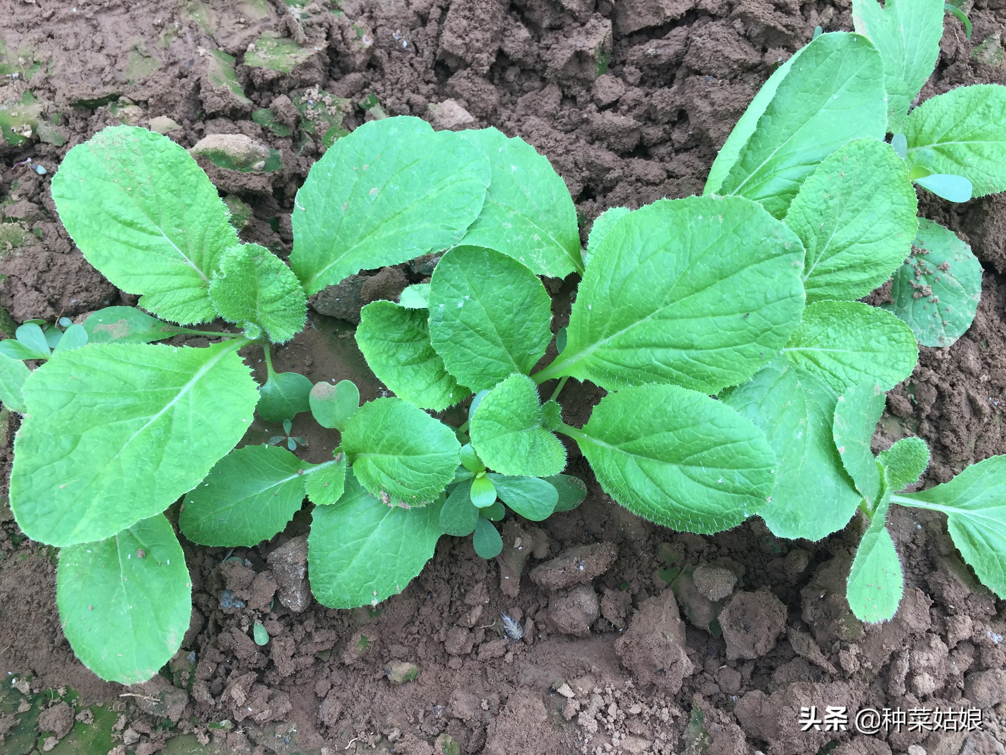 大棚种大白菜种植技术_白菜大棚种植的好处_大棚大白菜种植技术与管理