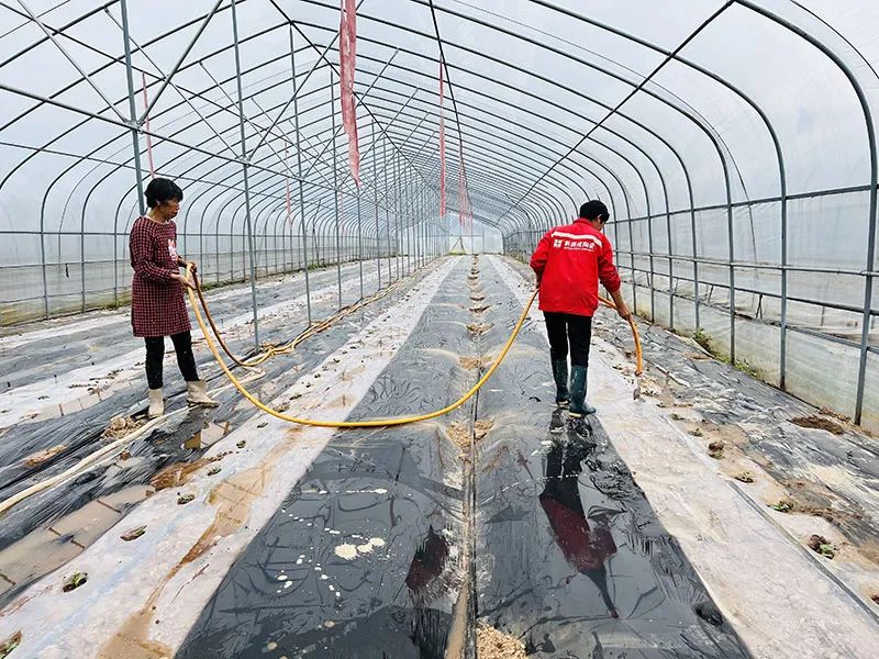 黎阳镇新江村：大棚西瓜种植忙 增收致富有保障