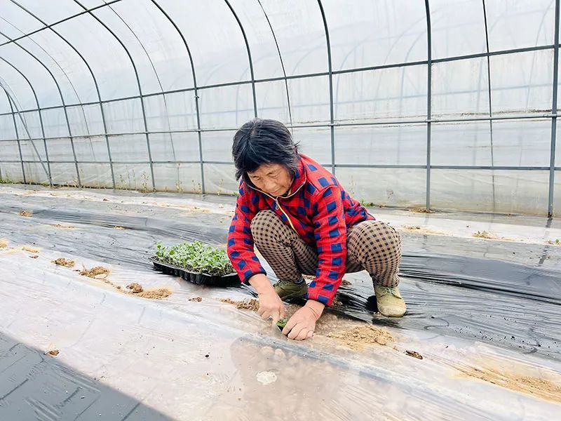 荆州西瓜基地_荆州西瓜种植致富_荆州西瓜多少钱一斤