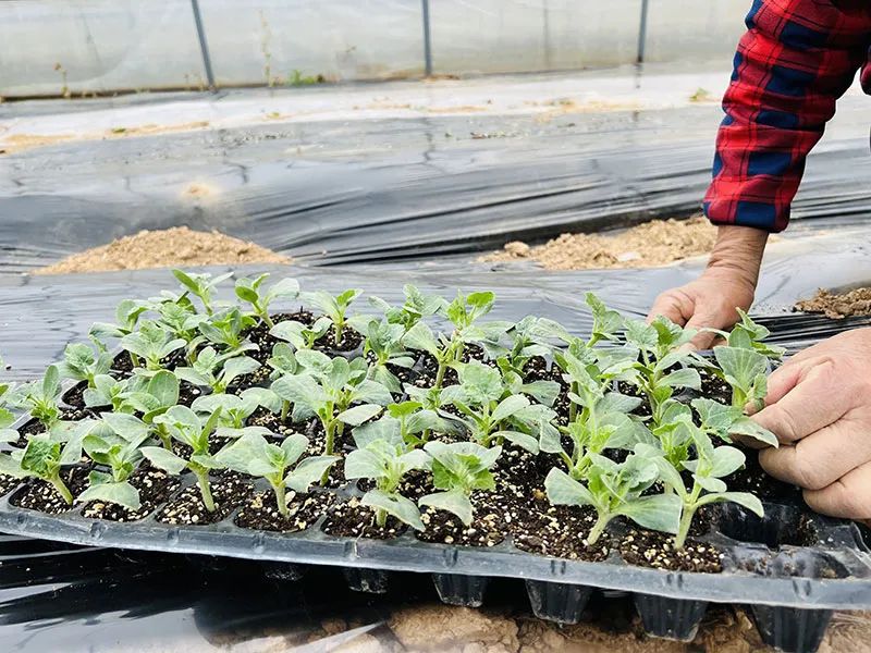 荆州西瓜种植致富_荆州西瓜多少钱一斤_荆州西瓜基地