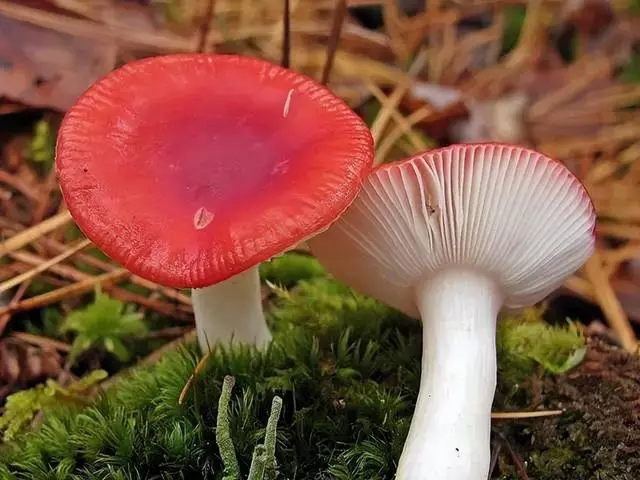 致富经 种红蘑菇_种蘑菇发家致富_红蘑菇种植技术哪里学