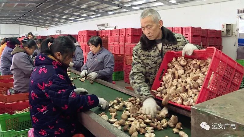 致富经食用龟_致富经养龟_养龟致富视频