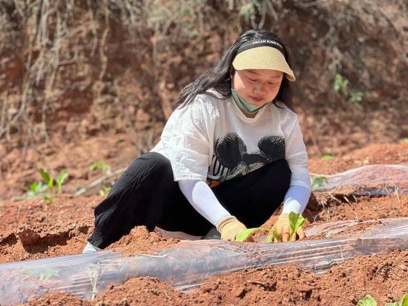 种植烟叶利润_致富养殖烟叶项目招标_烟叶养殖致富项目