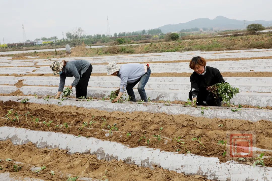 红薯致富经致富经视频_种植红薯致富忙_红薯苗致富