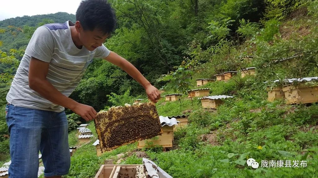 蜂蜜养殖致富吗_蜂蜜养殖户_致富经土蜂蜜养殖