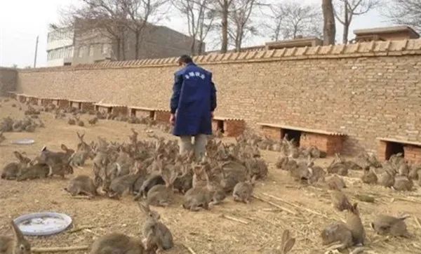 乌鸡养殖致富项目_致富养殖乌鸡项目介绍_致富养殖乌鸡项目怎么样