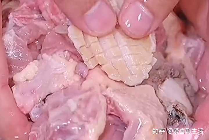 致富经肉用鸽_致富经肉鸽养殖创业_养肉食鸽