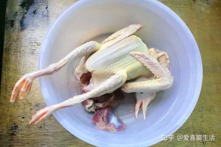 致富经肉鸽养殖创业_养肉食鸽_致富经肉用鸽