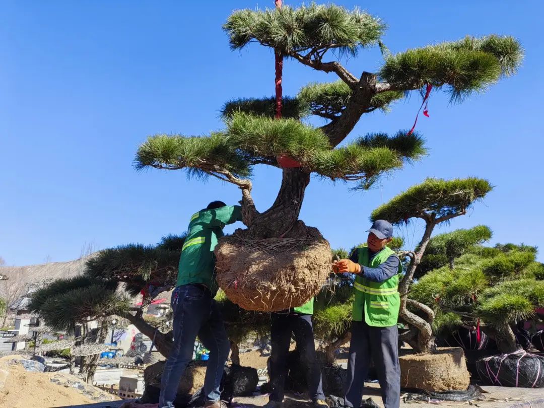 种树致富全部视频_致富种植什么比较赚大钱_种植树致富