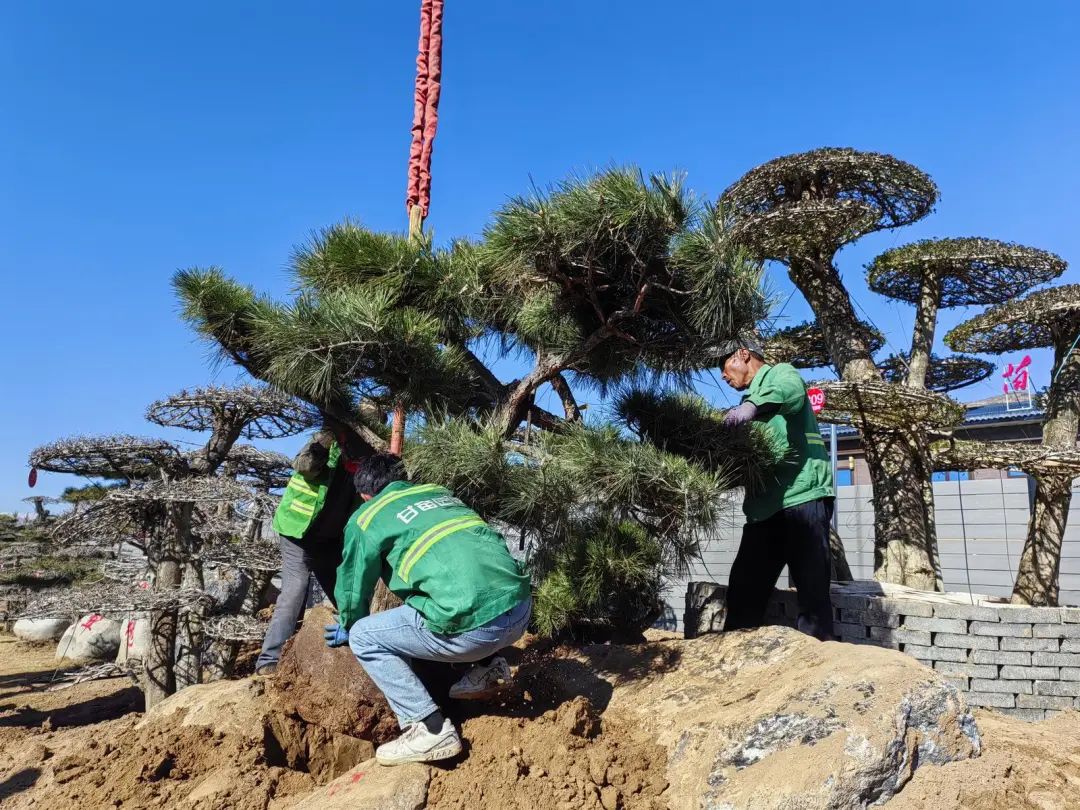 致富种植什么比较赚大钱_种树致富全部视频_种植树致富