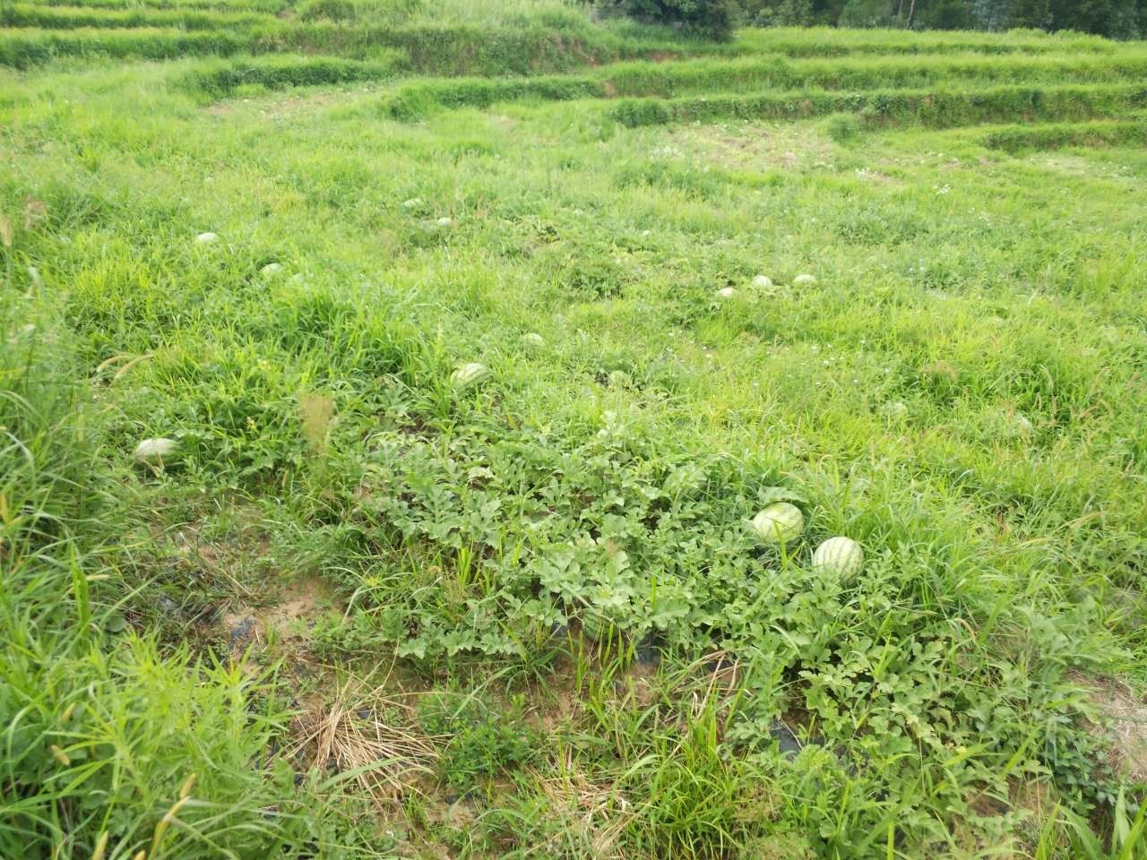 致富经种植西瓜_西瓜种植铺就致富路_致富西瓜种植视频