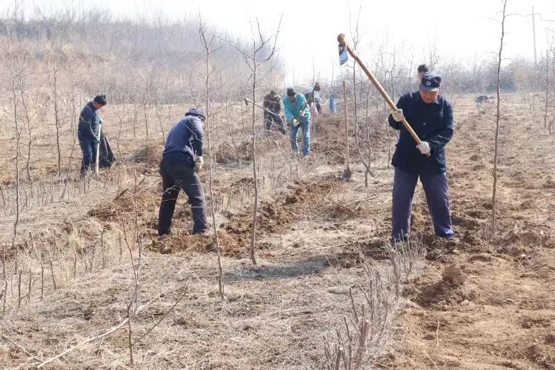 种树致富经_致富种植什么比较赚大钱_种植树致富