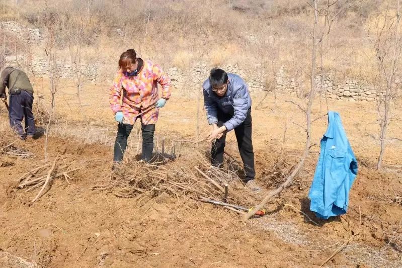 种植树致富_种树致富经_致富种植什么比较赚大钱