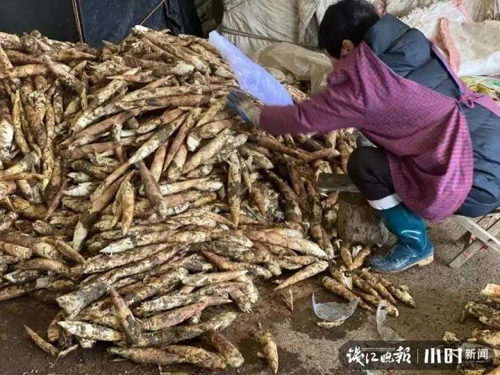 茭白北方种植技术_北方种植茭白技术与管理_茭白北方适合种植吗