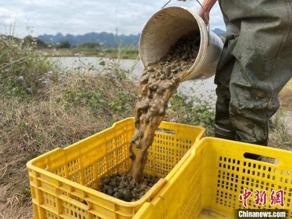 “网红”小吃柳州螺蛳粉热销 螺蛳养殖助力脱贫致富